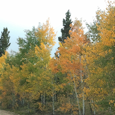 Fall Aspens