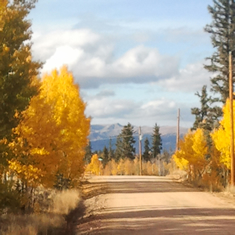 Elkhorn Ranch Aspen Lined Road